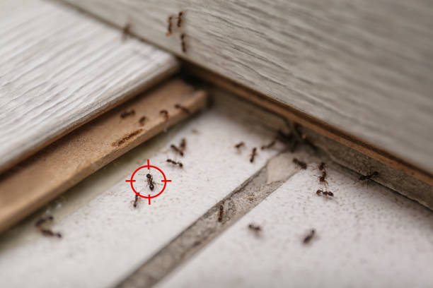Best Affordable Pest Control Services  in Zion, PA