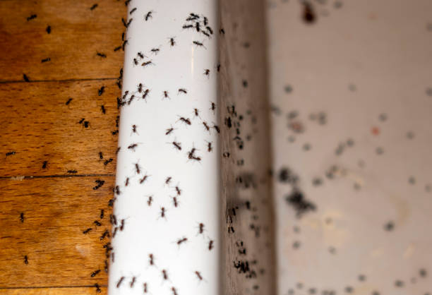 Reliable Zion, PA Pest Control Solutions