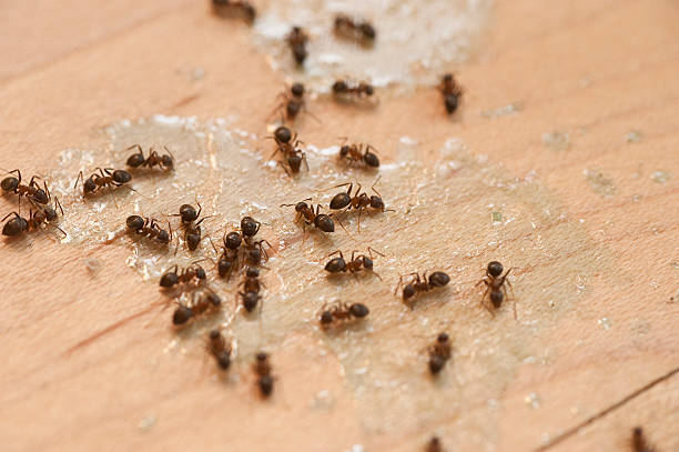 Best Bed Bug Extermination  in Zion, PA